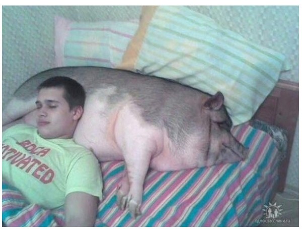사본 -돼지꿈꾸는법.jpg